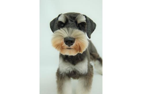 販売中のミニチュアシュナウザーの親犬